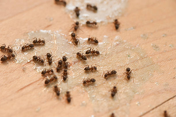 Pest Prevention Services in Canton, PA